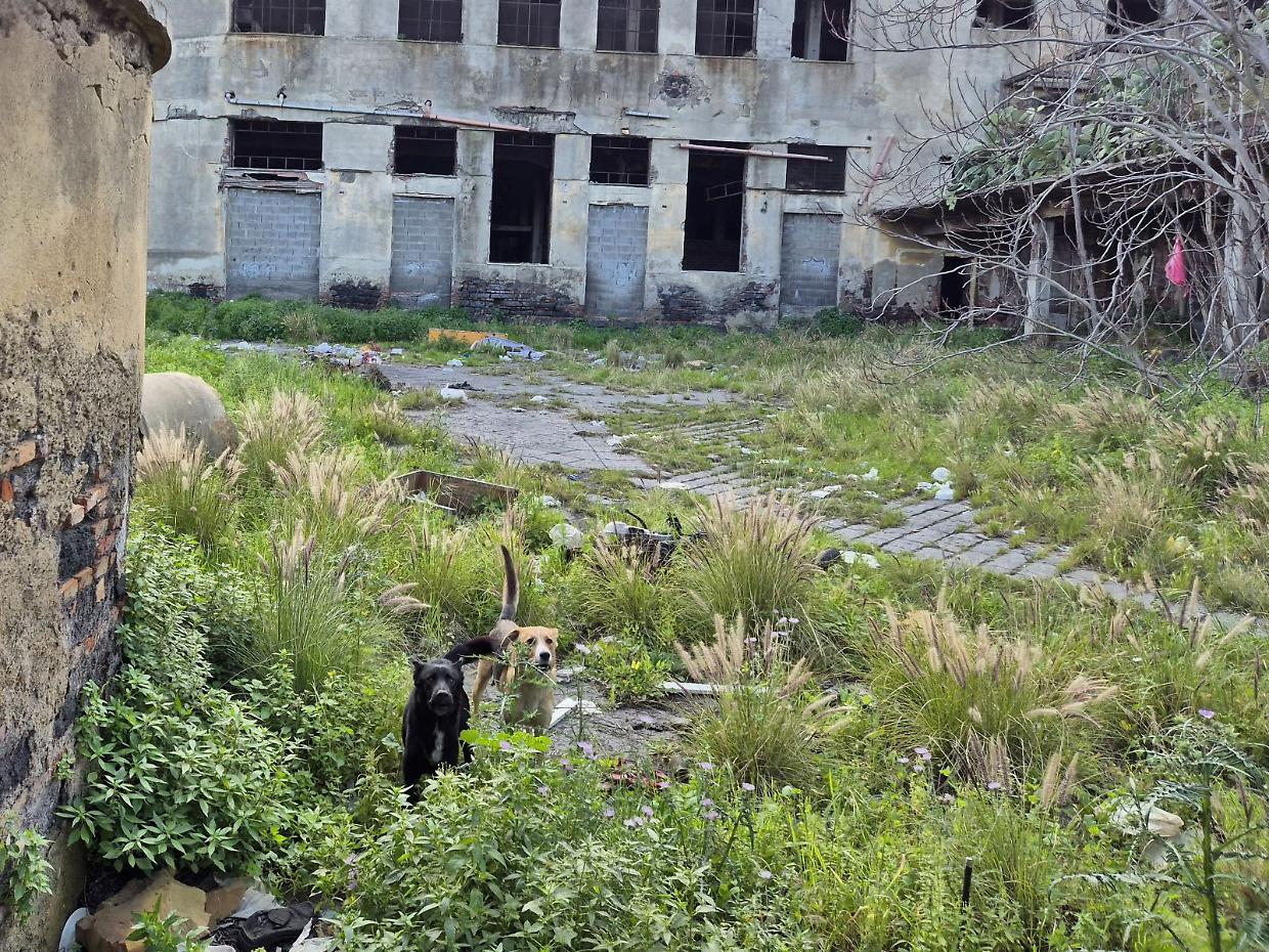 Morta nel rudere, &laquo;Non uccisa con un punteruolo ma sbranata dai cani randagi&raquo;