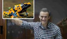 Un veleno esotico delle rane freccia arma segreta per uccidere Navalny? l'indagine che inchioda Putin e la Russia