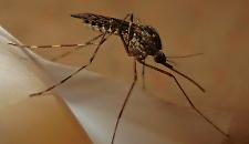 Primo caso nell'uomo di West Nile Virus in Veneto