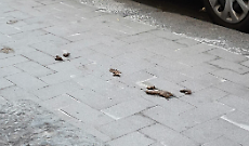 Via Antonio Zacco: appello alla buona educazione per restituire decoro alla strada