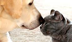 In vacanza con cani e gatti? La destinazione la scelgono loro: il 76% dei proprietari porter&agrave; il proprio pet con s&eacute;