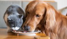Cane e gatto 
