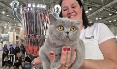 Affettuosa e pacioccona la gatta Mila è la regina d'Italia: vince il "SuperCat Show"