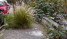  Erbacce sui marciapiedi di Viale Marco Polo