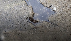 La "rat hole di Chicago non è un super- ratto ma (forse) uno scoiattolo sfortunato