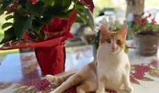 A Natale regali anche per gli animali domestici: giochi, prodotti e servizi per i pet