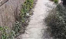 Palermo, marciapiede invaso da erbacce