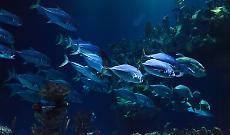 Il tempo profondo del pianeta e l&rsquo;urgenza del presente: nel 2025 nuovo record per le temperature degli oceani