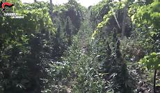 Trafficanti di droga tra Riesi e Palermo finiscono in cella: coltivavano marijuana per 16 milioni di euro