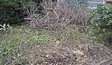 Erbacce nelle aiuole del Tondo Gioeni