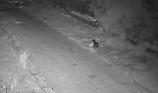 A Catania spunta il cane "sporcaccione": addestrato ad abbandonare rifiuti per eludere le telecamere. Il video