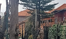 Pedara: alberi capitozzati