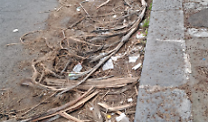 Sporcizia in via Scammacca