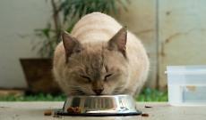 Perch&eacute; i gatti lasciano la ciotola a met&agrave;: lo rivela uno studio giapponese