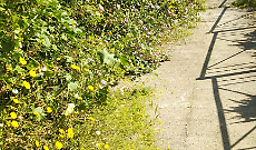 Degrado al parco Gemmellaro