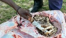 Resti umani nella pancia di un grosso coccodrillo in Sudafrica: sono di un uomo scomparso nel nulla nei giorni scorsi