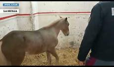 Pony usati per trainare calessi in citt&agrave; trovati in stalle abusive a San Cristoforo: due pony salvati e microchippati
