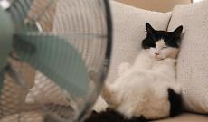 Caldo e amici a quattro zampe, scatta l'allerta: i rischi per cani e gatti con l'arrivo dell'estate