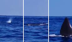 Lo spruzzo e il saluto con la pinna, il video dell'eccezionale avvistamento di un capodoglio tra Giardini Naxos e Marina di Cottone