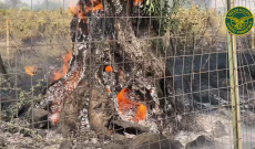 La Sicilia "brucia": le immagini dal drone del corpo forestale  