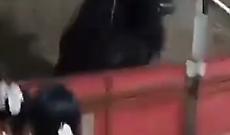 Follia alla corrida: il toro impazzito salta tra la folla, il video choc