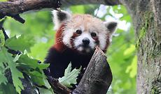 Addio Haiku, il secondo panda rosso pi&ugrave; anziano d'Italia