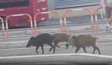 Roma, cinghiali a spasso alla fermata degli autobus di Prima Porta