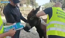 Fattoria abusiva scoperta in agriturismo nel Catanese: animali sequestrati e multe per oltre 30mila euro