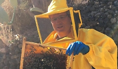 Dalla Svizzera a Ginostra per produrre il miele di cappero. &laquo;&Egrave; l'unico al mondo, rilanciamo l'agricoltura a Stromboli&raquo;