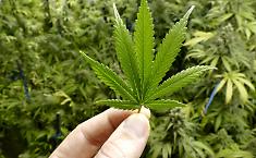Sotto gli occhi della Guardia di Finanza: arrestato il titolare del negozio "Il Canapaio" con due chili e mezzo di hashish