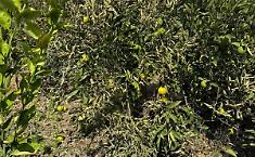 Ciclone Harry: distretto agrumi Sicilia, &laquo;dichiarare lo stato di calamit&agrave;&raquo;