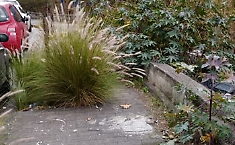  Erbacce sui marciapiedi di Viale Marco Polo