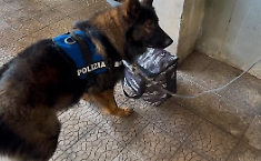 La cocaina sul tavolo e il fiuto infallibile di Maui: cos&igrave; la polizia ha incastrato il pusher catanese