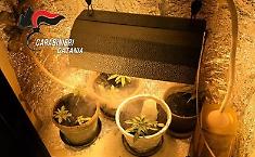 Finestra rotta a Catania: lite familiare e scoperta choc, una serra di marijuana nell'armadio