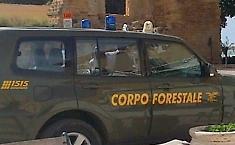 Una vita da precaria, operaia forestale ricever&agrave; l'indennizzo: la sentenza della Cassazione