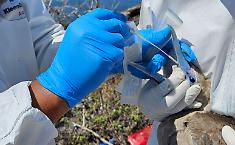 Aviaria: c'&egrave; un caso su una persona in Lombardia, il primo in Europa