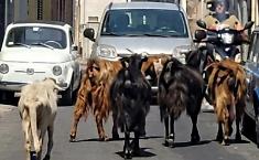 Gregge di pecore invade via Etnea: centauro travolto cade sull&rsquo;asfalto