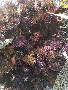 Sequestrati a tre catanesi in trasferta 3.000 ricci di mare