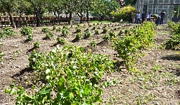 Tragedia al Giardino dell'Orto botanico di Agrigento: muore dipendente