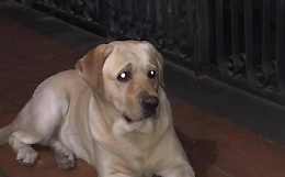 Mobilitazione nel Catanese per ritrovare il cane di Giusy Malato