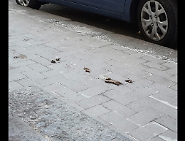 Catania: deiezioni canine non raccolte in via Gigi Macchi