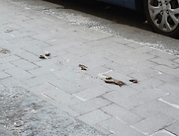 Via Antonio Zacco, appello alla buona educazione: controlli per i padroni dei cani