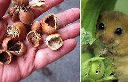 La guerra dei ghiri sui Nebrodi: «Devastano i noccioleti». Ma gli animalisti: «Non è vero»