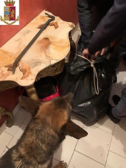 Catania, i segugi a quattro zampe della Polizia scovano droga a Librino