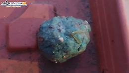 Zingarello, tentato avvelenamento di cani randagi