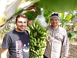 Agricoltura,  l'innovazione dei fratelli Palazzolo: non solo frutti esotici ma anche caffè dall'aroma siculo