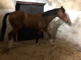 Catania, tre indagati e due cavalli sequestrati per una corsa clandestina