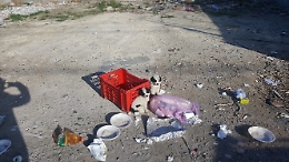 Catania: cuccioli abbandonati a Vaccarizzo