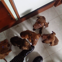 Messina: 6 cuccioli, incrocio di  Pitbull Red Nose,  cercano casa