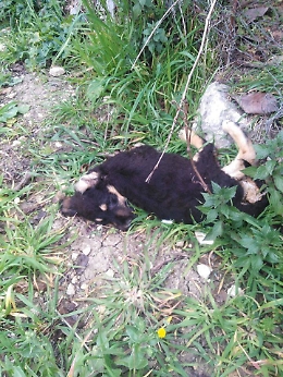 Ad Aragona avvelenati altri cani randagi